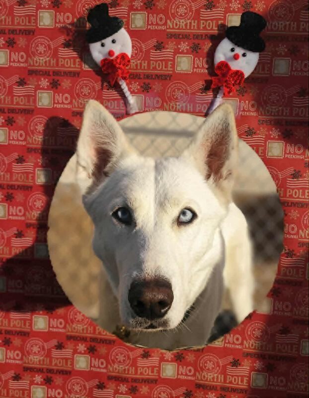 Picture of the Animal Listed